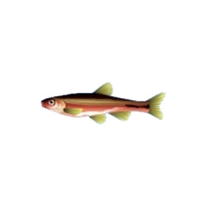 Minnow 5